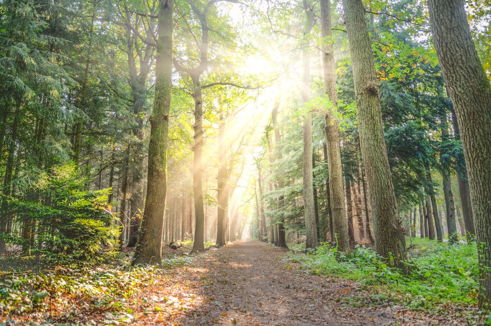 Sunlight illuminating a quiet path through a green forest
