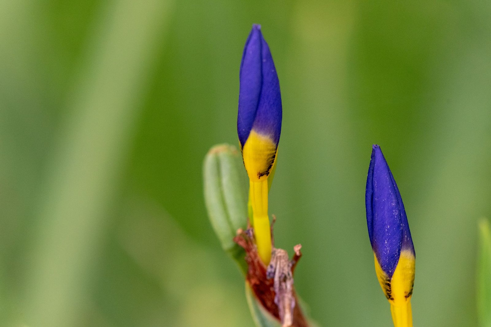 Purple and yellow flower buds growing against a soft green background